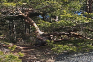 Bilde av Flautangen - Stien oppe i åsen